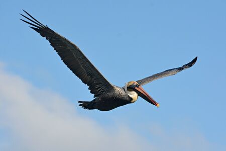 Pelican during a flight near Tulum, Mexico.Blue sky at the background.の写真素材