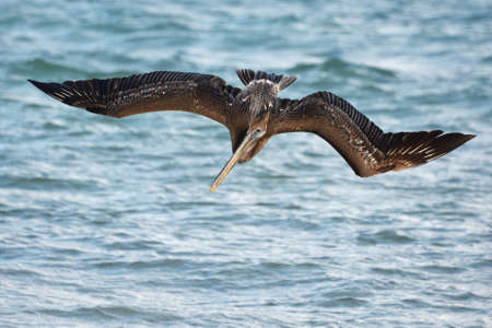 Brown pelican during a flight near Tulum, Mexico.Blue waterr is at the background.の写真素材