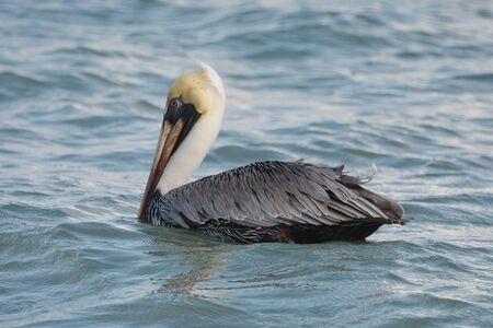 Pelican swimming in water near Tulum, Mexico.の写真素材