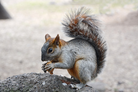 Squirrel eating nut in park. Mexico city.の写真素材