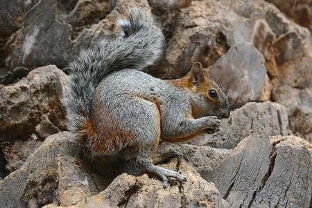 Squirrel eating piece of apple in park. Mexico city.の写真素材