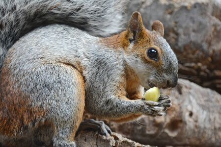 Squirrel and piece of apple.Squirrel eating piece of apple in park. Mexico city.の写真素材