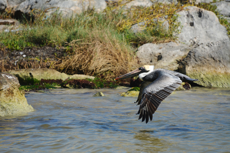 Pelican during a flight near Tulum, Mexico.の写真素材