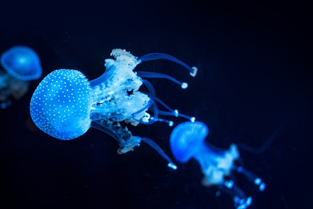 Glowing Blue Jellyfish Deep Underwaterの写真素材