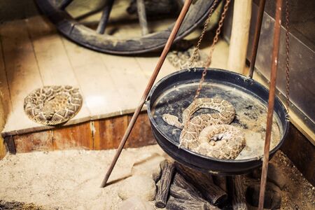 Rattle Snakes In The Western American Miners Town.