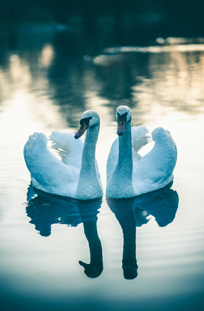 Couple of white swans swiming together.の写真素材