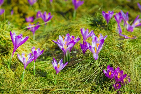 Crocuses on green grass. Spring concept.の写真素材