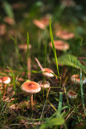 Mushrooms growing in grass. Gathering mushrooms. Mushroom photo.の写真素材