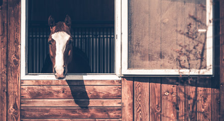 Pretty Chestnut Horse Looking Out of an Open Window in the Wooden Stable. View. Equestrian Life Theme.の写真素材