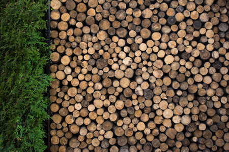 Large Pile of Wooden Logs Nicely Stacked in a Storage Area in the Backyard Next to Thuja Tree Prepared for Winter Season to Heat the House with a Wood Stove.の写真素材