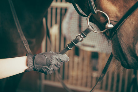 The Hand of a Rider Holding the Reins of Saddled Horse Getting Ready for a Ride. Leisure Time at the Stables. Equestrian Hobby and Lifestyle.の写真素材