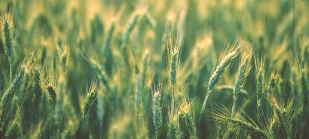 Field Full of Growing Rye. Green Scenery. Blurred Background. Agriculture and Farming Theme.