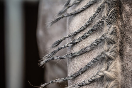 Closeup of Gray Horse's Braided Mane. Equestrian Show Preparation Details. Horse Grooming Theme.の写真素材