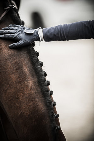 Closeup of Rider's Hand Stroking the Horse's Neck After Successful Result on Show Jumping Competition.の写真素材