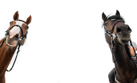 Two horses looking down. White background. Empty space between. Equestrian theme.の写真素材