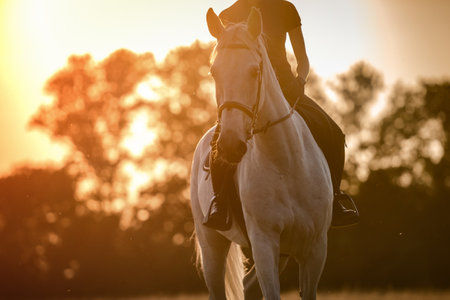 Happy white horse and his rider at the sunset. Equestrian theme.の写真素材