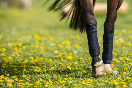 A horse walking through a field of dandelions. Equestrian theme.の写真素材