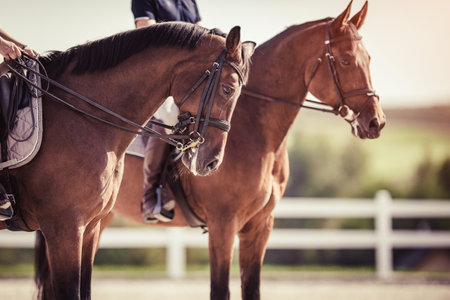 Two horse riders after training. Equestrian jumping competition.の写真素材