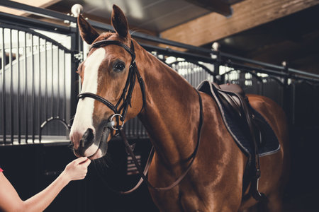 Horse in stable ready for training. Equestrian theme.の写真素材