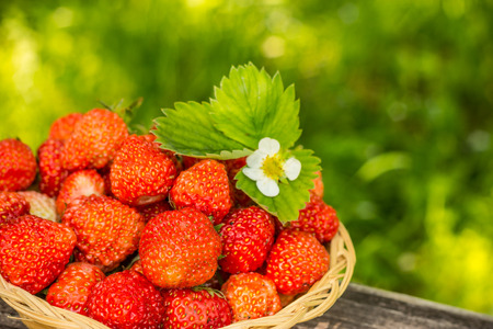 strawberries on a bench natural backgroundの写真素材