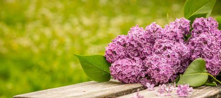 purple lilac flower bouquets on a wooden old benchの写真素材