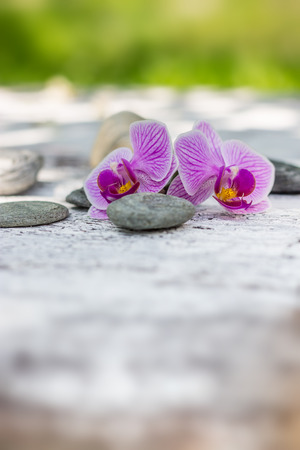 orchids and stones in garden on a wooden surfaceの写真素材