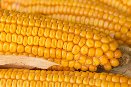 Grains of ripe cornの写真素材