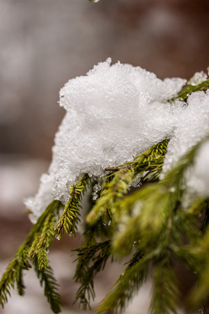 Christmas evergreen spruce tree with fresh snowの写真素材
