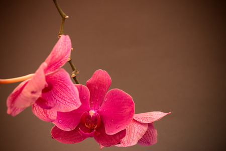 Pink cultivated orchid - ideal greeting cardの写真素材