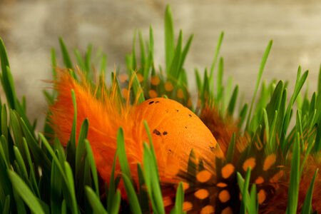 orange easter egg in a grass together with colored featherの写真素材
