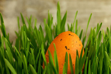 orange easter egg in a grassの写真素材