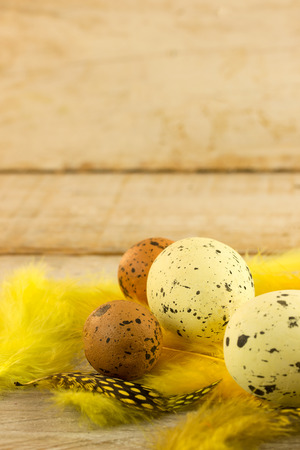 colored spoted easter egg with yellow feathersの写真素材