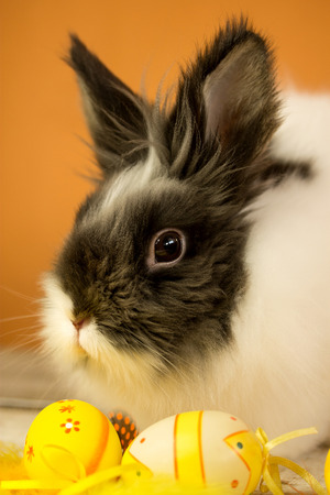 cut black and white easter bunny over orange backgroundの写真素材