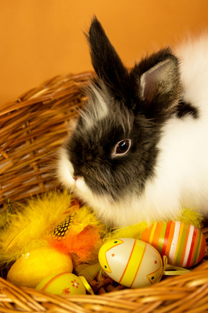 balck and white little rabbit with easter eggs in a basketの写真素材