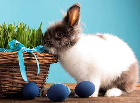easter bunny with blue easter eggsの写真素材