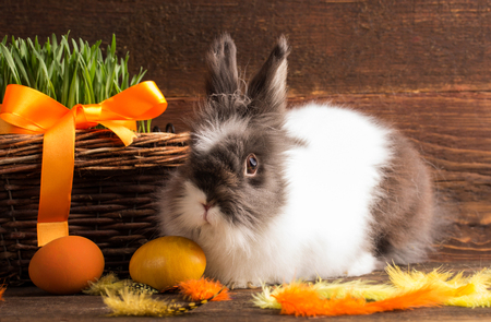 easter bunny with orange easter eggsの写真素材