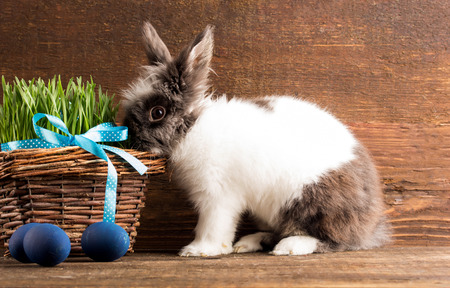 cute little rabbit with easter eggsの写真素材