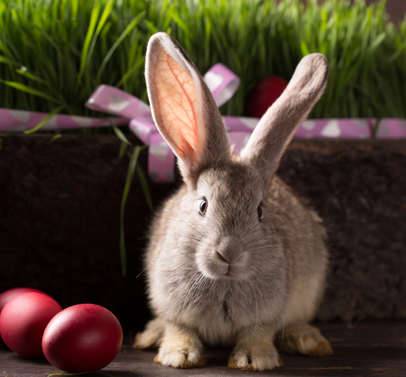cute easter bunny with red easter eggsの写真素材