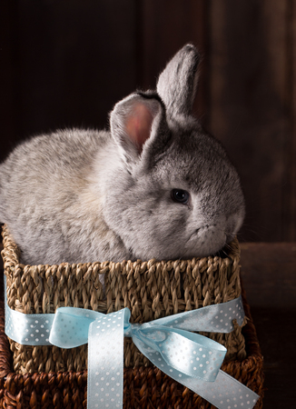 cute easter bunny with colored eggs over wooden backgroundの写真素材