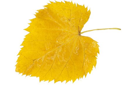 yellow leaf over white background の写真素材