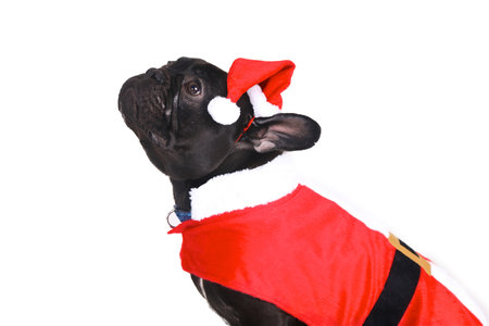 black coloured french bull dog in a red and white coloured santa outfit and hat.の写真素材