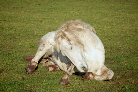 dirty white horse grooming itself in the grassy fieldの写真素材