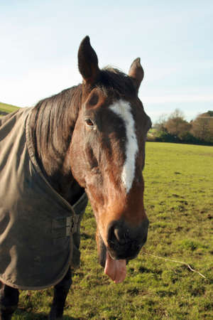 picture of a brown horse with tounge sticking out standing in the grassy field.の写真素材