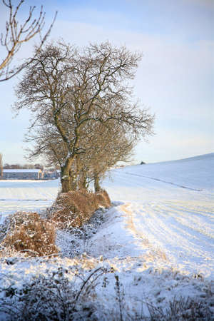 snow covered field of the farm with trees, houses in the background and white and blue cloudy skies above.の写真素材