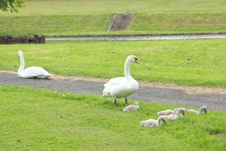 white swans with cygnets in the grass of the parkの写真素材