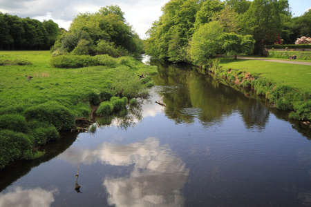 ducks flying across the river with reflecting clouds, grass and trees in view.の写真素材
