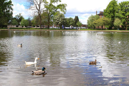 ducks and geese swimming on the pond in Queens park in Glasgow on a summers day.の写真素材