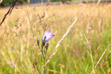close up of a bluebell flower with field of grass in the background.の写真素材