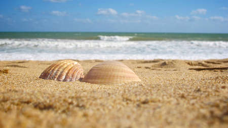 two sea shells sat side by side on a sandy beach with ocean and blue sky in view.の写真素材
