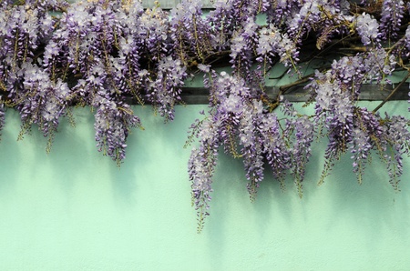 Wisteria on wallの写真素材